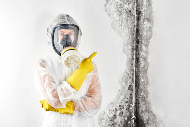 Professional Mold Removal in Amelia Court House, VA